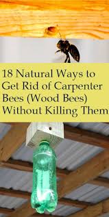 That's what will lead them to the plus, it's a much safer alternative to chemical pesticides. 18 Ways To Get Rid Of Carpenter Bees How To Control Wood Bees Carpenter Bee Wood Bees Wood Bee Trap
