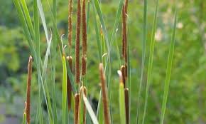 Image result for Typha capensis