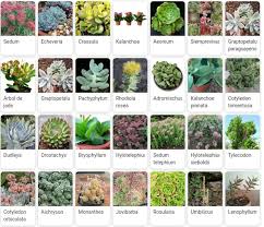 La aureola, es de donde surgen las espinas, las flores y a veces vástagos. Principales Generos De Suculentas Id Plantae