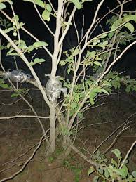 Image result for Landolphia glabra