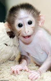 Just 16 Cute Monkey Babies That Will Make You Aww Monkey Pictures Cute Baby Monkey Cute Monkey