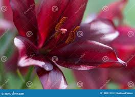 Lily Shiny Flowers 0 | Hot Sex Picture