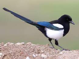 Like other members of their family, they are widely considered to be intelligent creatures. Black Billed Magpie Ebird
