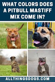 Black White And Brown Pitbull Pin On Brown Dogs