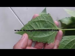 Daun balakacida memiliki banyak khasiat yang bagus untuk memelihara kesehatan tubuh anda. Ciri Dan Manfaat Daun Babadotan Merdeka Balakacida Untuk Kesehatan W Daun