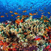 Der name des koloniebildenden hohltieres warmer meere, dessen meist rotes kalkskelett den modischen korallenschmuck liefert, wurde in mhd. 1