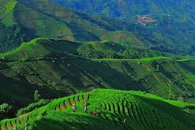 Keren Majalengka Punya Wisata Terasering Bak Di Bali
