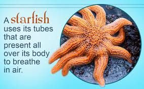 Here is a list of all the interesting animal facts which you didn't know. A Intresting Fact About Animals For Kids Fun Facts About Animals Amazing Animal Fun Facts For The 100 Most Bizarre And Surprising Animal Facts In The World