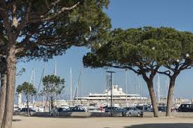 Pine Trees In Antibes By The Port Where They Play Petanque French Riviera Antibes Riviera
