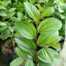 Dapat juga digunakan sebagai masker untuk kecantikan serta. House Of Bidara Home Facebook