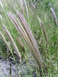 Image result for Chloris virgata