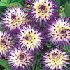 Tuberculi de dalia tip cactus, park princess. Https Encrypted Tbn0 Gstatic Com Images Q Tbn And9gct3jdute9xgxolhpyuckvfjkrakop4mr5xyzanm Zk Usqp Cau
