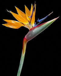 Symbolism Bird Of Paradise Flower Meaning Birds Of Paradise Flower Paradise Flowers Flower Pictures