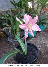 We did not find results for: Shutterstock Puzzlepix