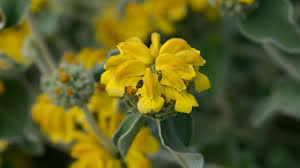 Image result for Phlomis fruticosa