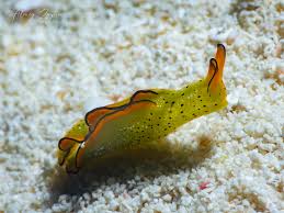 Image result for Elymandra grallata