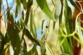 We did not find results for: Hd Wallpaper Tree Trees Leaves Gum Gum Tree Australia Green Park Wallpaper Flare