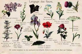 Tutte le informazioni sul nome fiori. Nomi Di Fiori E Piante D Ornamento In Francese