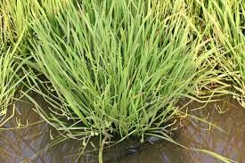 Image result for Wiesneria filifolia
