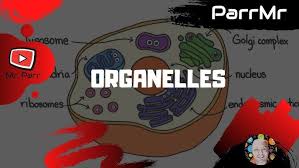 Animal cells are an integral part of biomedical research: Organelles Song Youtube