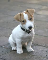 Puppy Liza Cute Animals Cute Puppies Puppies