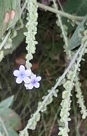 Image result for Cynoglossum lanceolatum