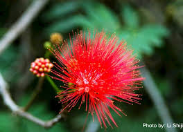 Image result for Polystachya calluniflora