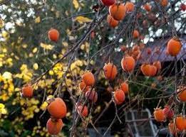 When do persimmon trees bear fruit. Persimmon Tree Care Learn How To Grow Persimmon Trees Growing Fruit Fruit Garden Tree Care