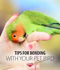 Be Your Bird S Best Friend And Form A Bond With These Tips Love Birds Pet Pet Bird Bird Care