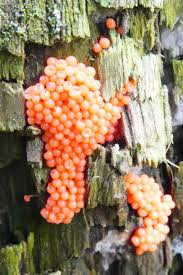 Image result for Erythrococca atrovirens