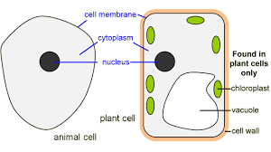 Below the basic structure is shown in the same animal cell, on the left viewed with the light microscope, and on the right with the transmission electron microscope. Animal Vs Plant Cell Plant And Animal Cells Animal Cell Plant Cell