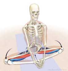It means to yoke or to unite the spirit and body. Yoga Anatomy How To Lower Your Legs In Baddha Konasana Yogauonline