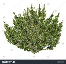 Image result for Myrsine africana