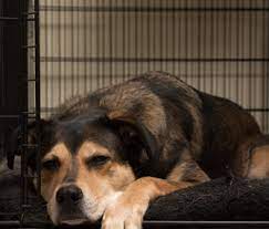 It's also an important tool in preventing dogs from chewing on items in the home or during housetraining. How To Keep Your Dog Happy On Crate Rest