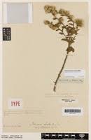 Image result for Blumea adamsii