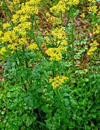 The weed can further be identified by the white flowers containing five pedals that are notched at the ends. What S That Yellow Flower Weed Pennlive Com