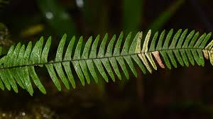 Image result for Lellingeria