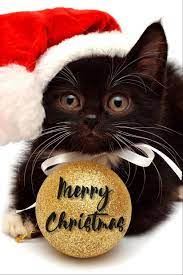 Merry Christmas Christmas Cats Christmas Animals Holiday Pet Photos