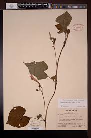 Image result for Ipomoea parasitica