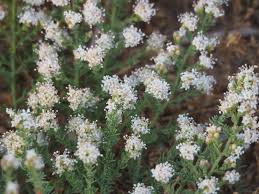 Image result for Cressa cretica