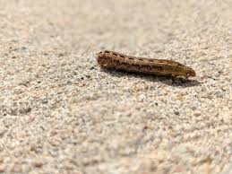 Collect the caterpillars in a container, such as a cup or glass jar. Cutworms Identification And How To Get Rid Of Cutworms In Your Garden Clean Air Gardening