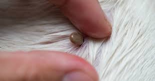 Votre chien a une tique sur la peau et vous n'avez pas de pince pour la retirer ?pas besoin de courir chez le vétérinaire pour soigner votre chien. Comment Enlever Une Tique Sans Pince Soigner Son Chien Wamiz