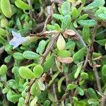 Image result for Lycium mascarenense