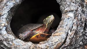 Looking for the best reptile for beginners and handling? How To Understand Turtle Behavior Pet Turtles Youtube