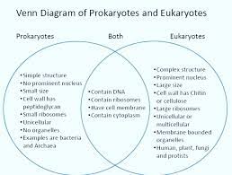 Prokaryotes Vs Eukaryotes Venn Diagram Prokaryotes Prokaryotes Vs Eukaryotes Plant And Animal Cells