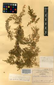 Image result for Selaginella cathedrifolia