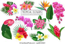 Maybe you would like to learn more about one of these? Vector Set Tropical Flowers Jungle Exotic Strelitzia Anthurium Hibiscus Plumeria Orchid And Ginger Flower Illustration Canstock