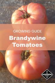 Guide to Growing Brandywine Tomatoes