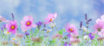 Voorjaar Gratis Foto Gratis Stockfoto Gratis Afbeelding Bloemen Lente Natuur Paar Voorjaar Lentebloemen Zomerbloemen Bloem Behang