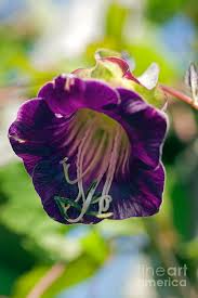 Image result for Cobaea